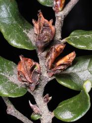 Fuscospora cliffortioides: mature nuts in cupules – two nuts per cupule in the top and bottom dichasia – the triquetrous nuts in near view (the middle cupule is empty).
 Image: K.A. Ford © Landcare Research 2015 CC BY 3.0 NZ